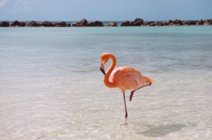 Starkare ben och bättre balans med flamingoterapin
