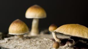 Podd: Psykedeliska droger mot psykisk ohälsa