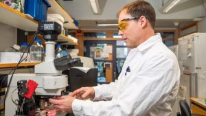 De skapar bioelektronik i kroppen med ljus