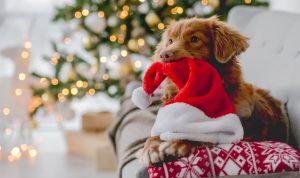 God jul och gott nytt år från oss på redaktionen!