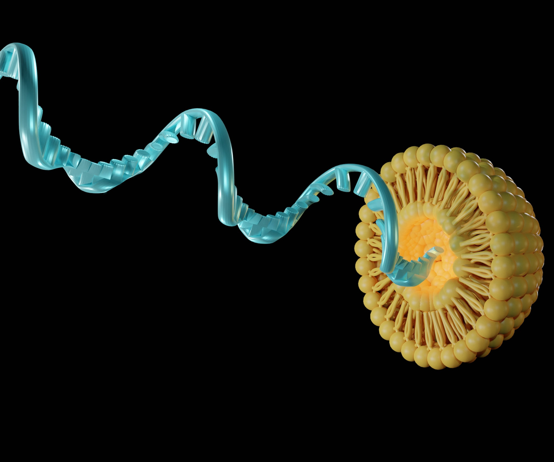 Modell av en rund liten fettbubbla som bär på en mRNA-molekyl