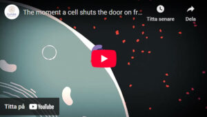 Så stänger cellen ute farliga radikaler