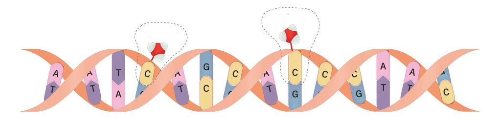 Bilden föreställer en bit av en metylerad DNA-sträng